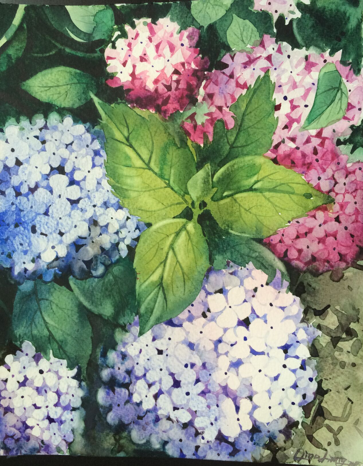 绣球花